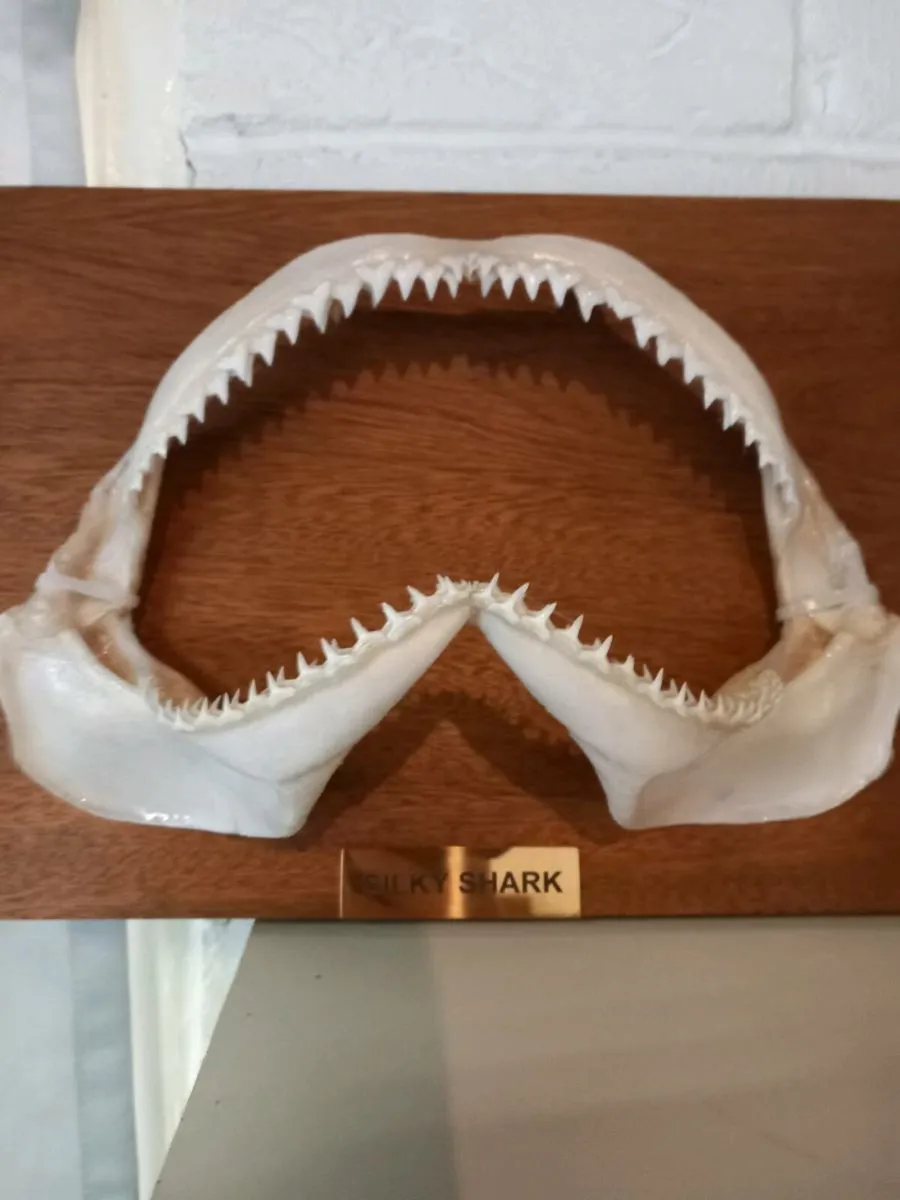 Silky shark jaw - Image 1
