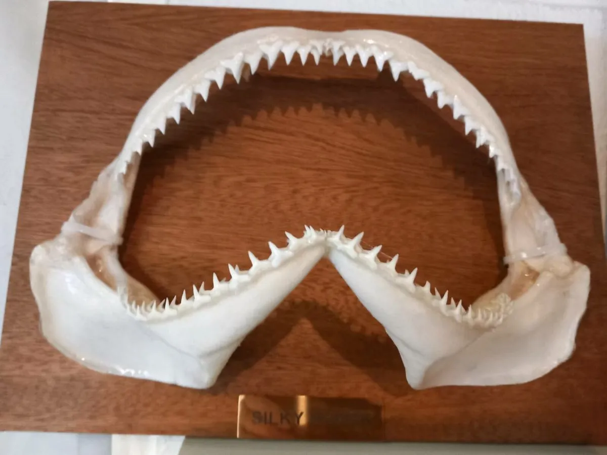 Silky shark jaw - Image 2