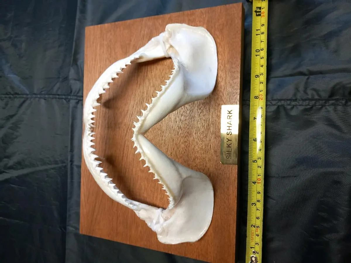 Silky shark jaw - Image 3