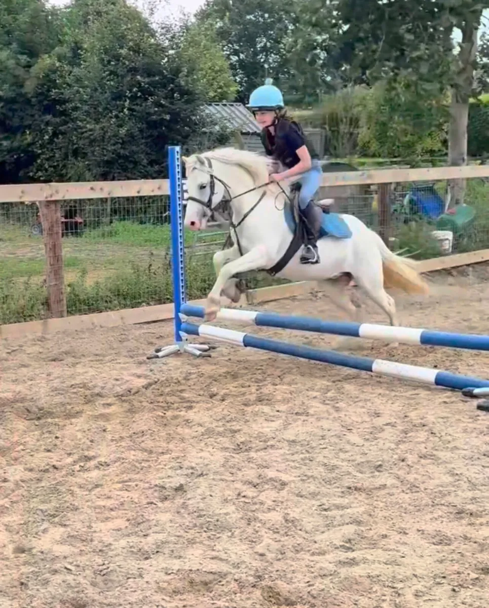 Pony - Image 1