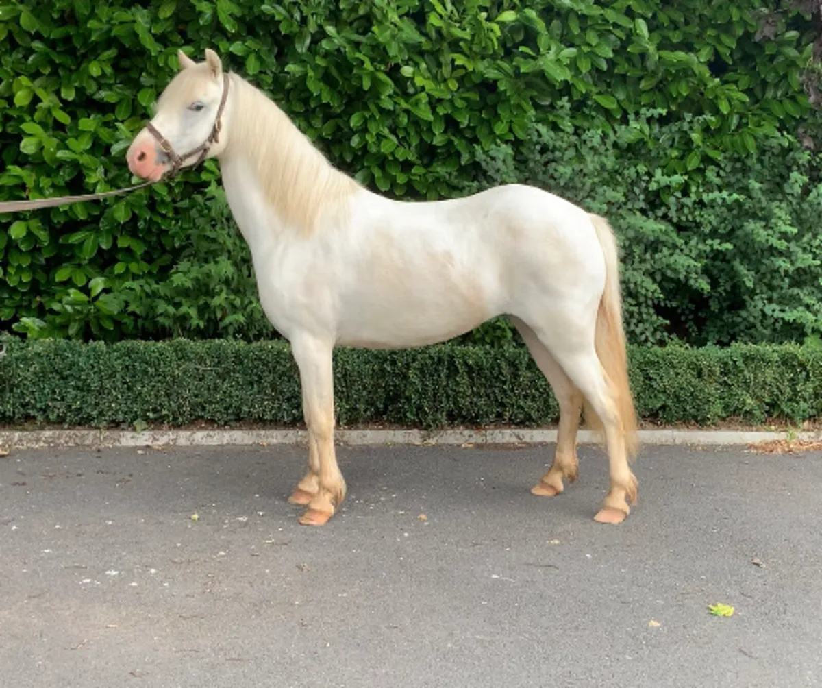 Pony - Image 4