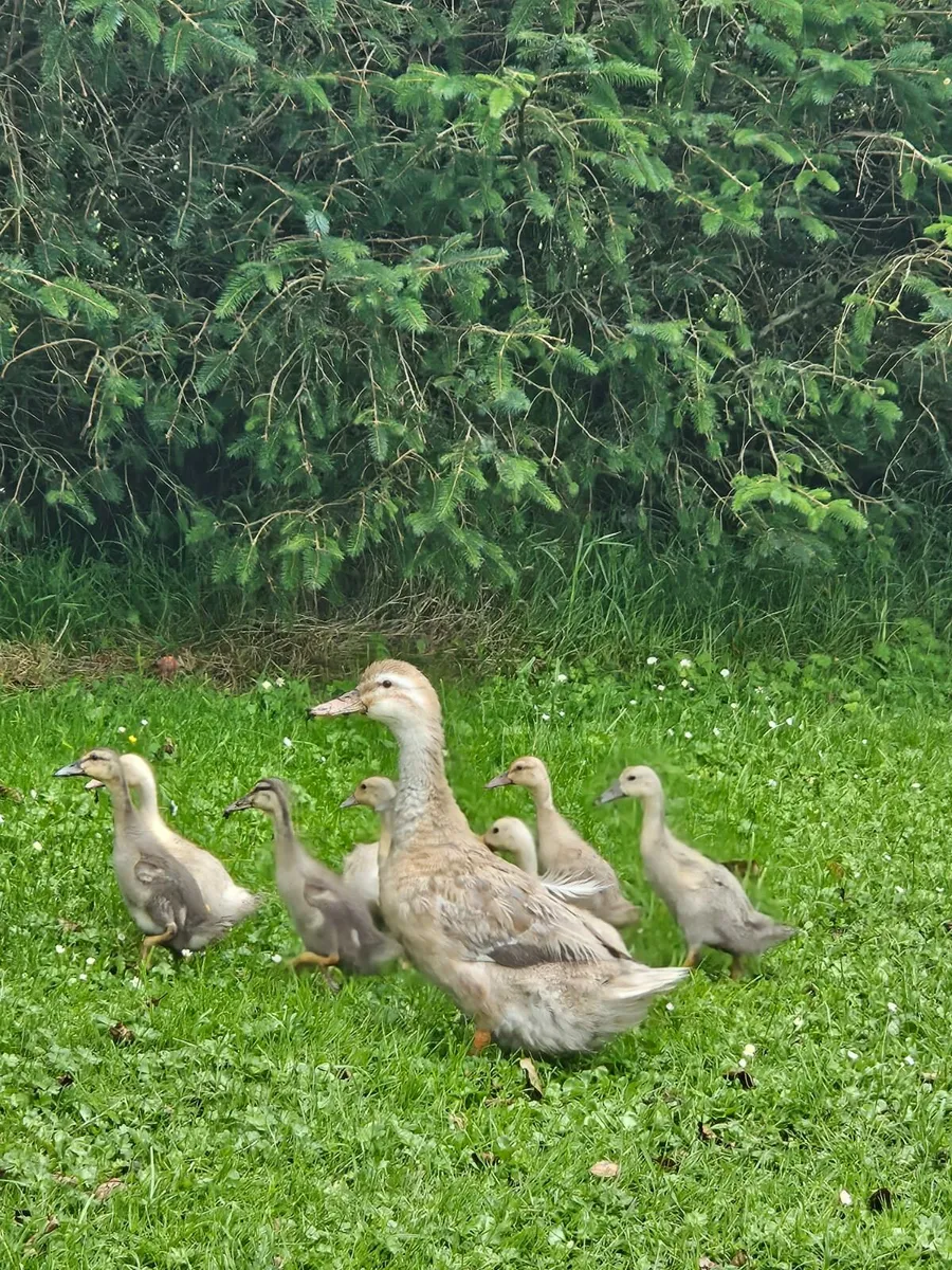 Geese ducks - Image 2