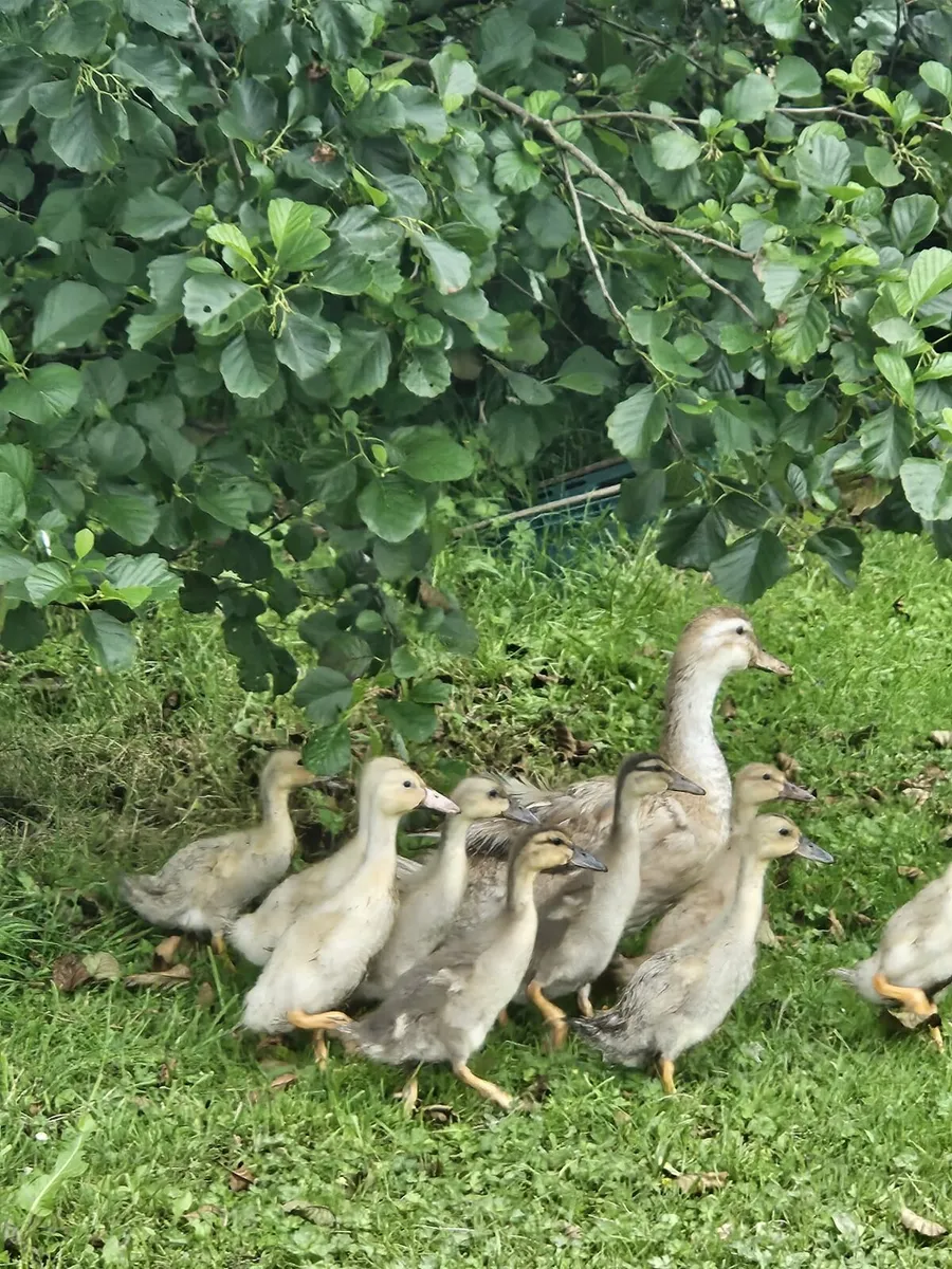 Geese ducks - Image 3