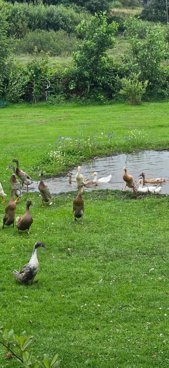 Geese ducks - Image 4