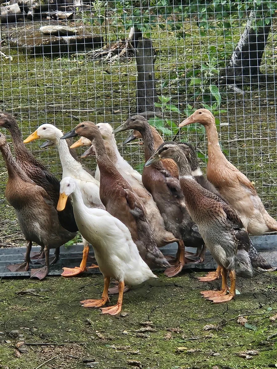 Geese ducks - Image 1