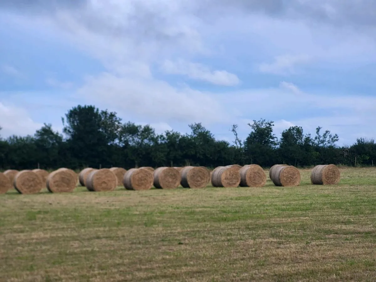 Hay 4x4 round bales - Image 2