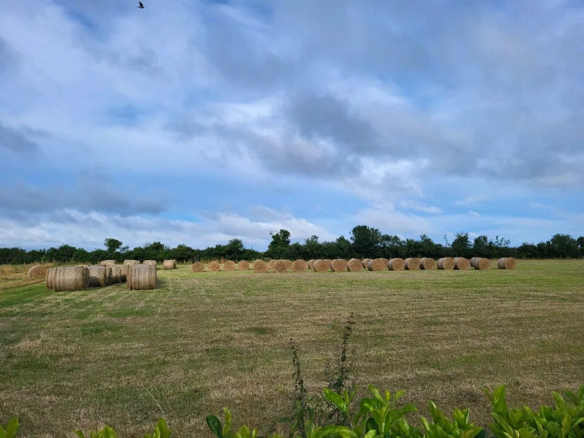 Hay 4x4 round bales - Image 3