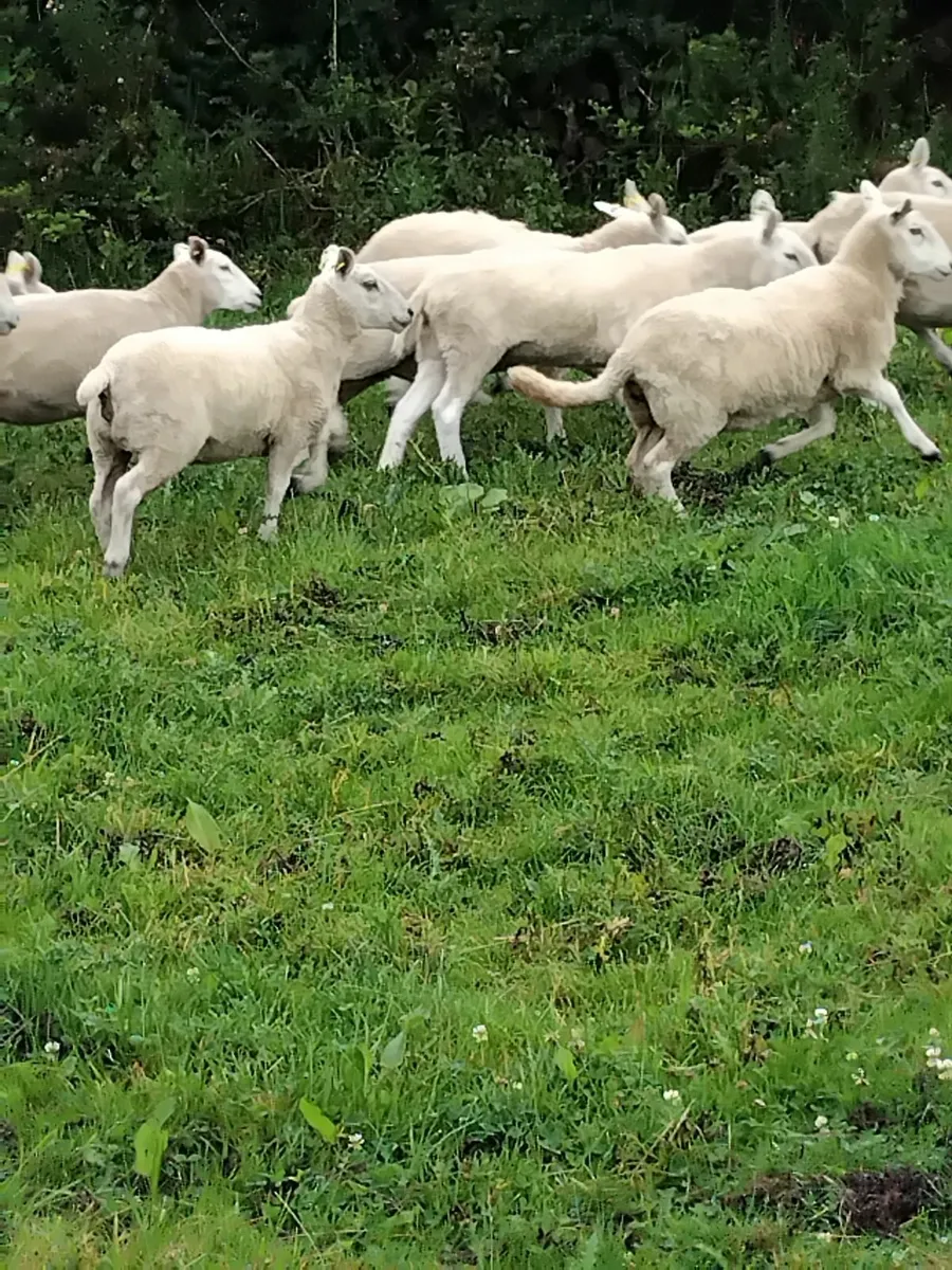 Hogget ewes - Image 1