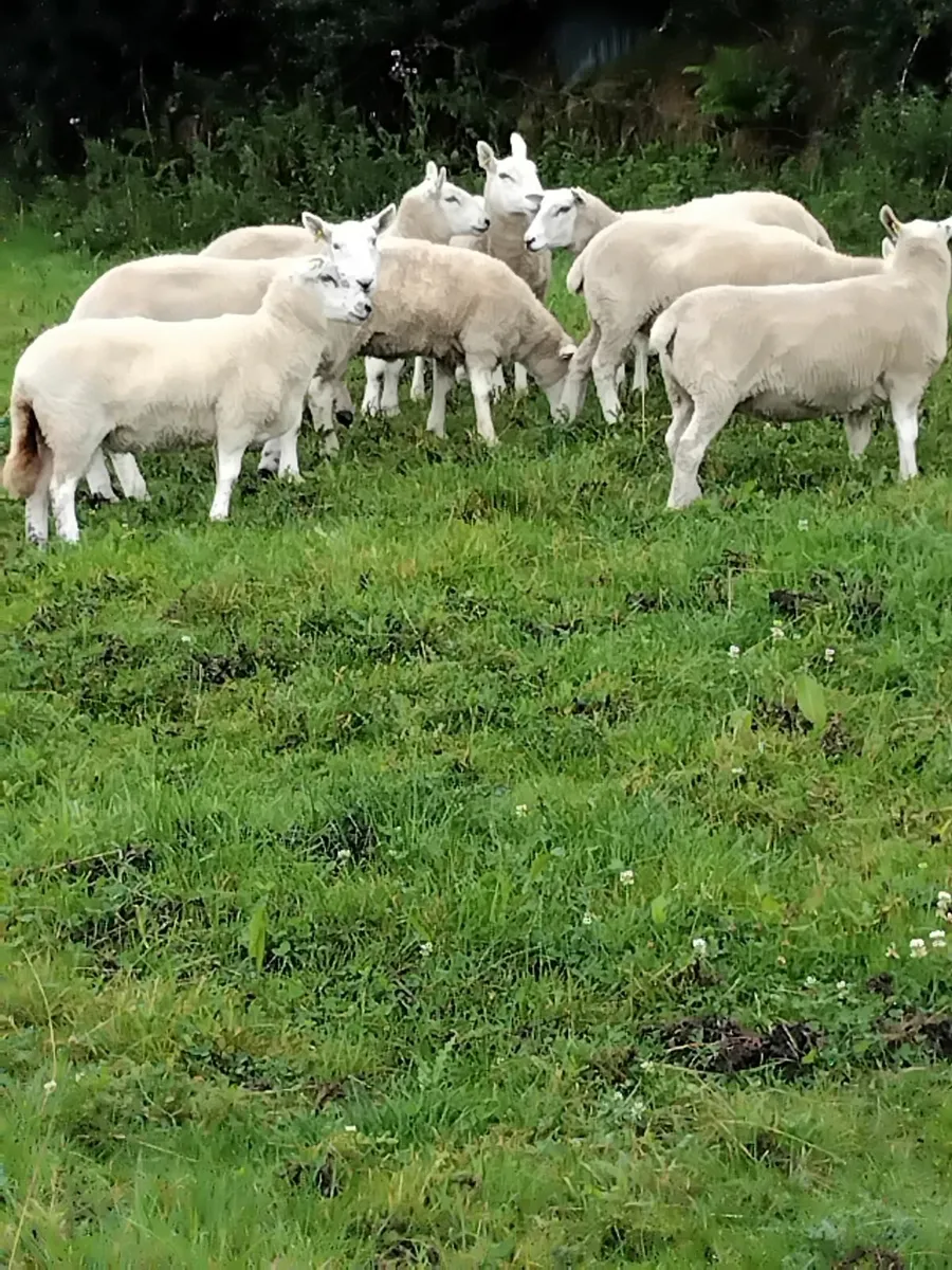 Hogget ewes - Image 2