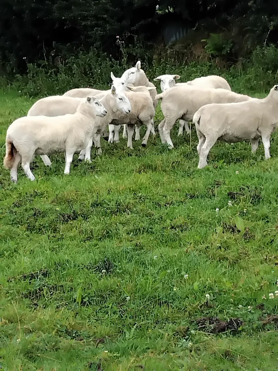 Hogget ewes - Image 3