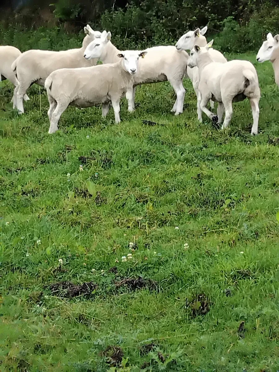 Hogget ewes - Image 4