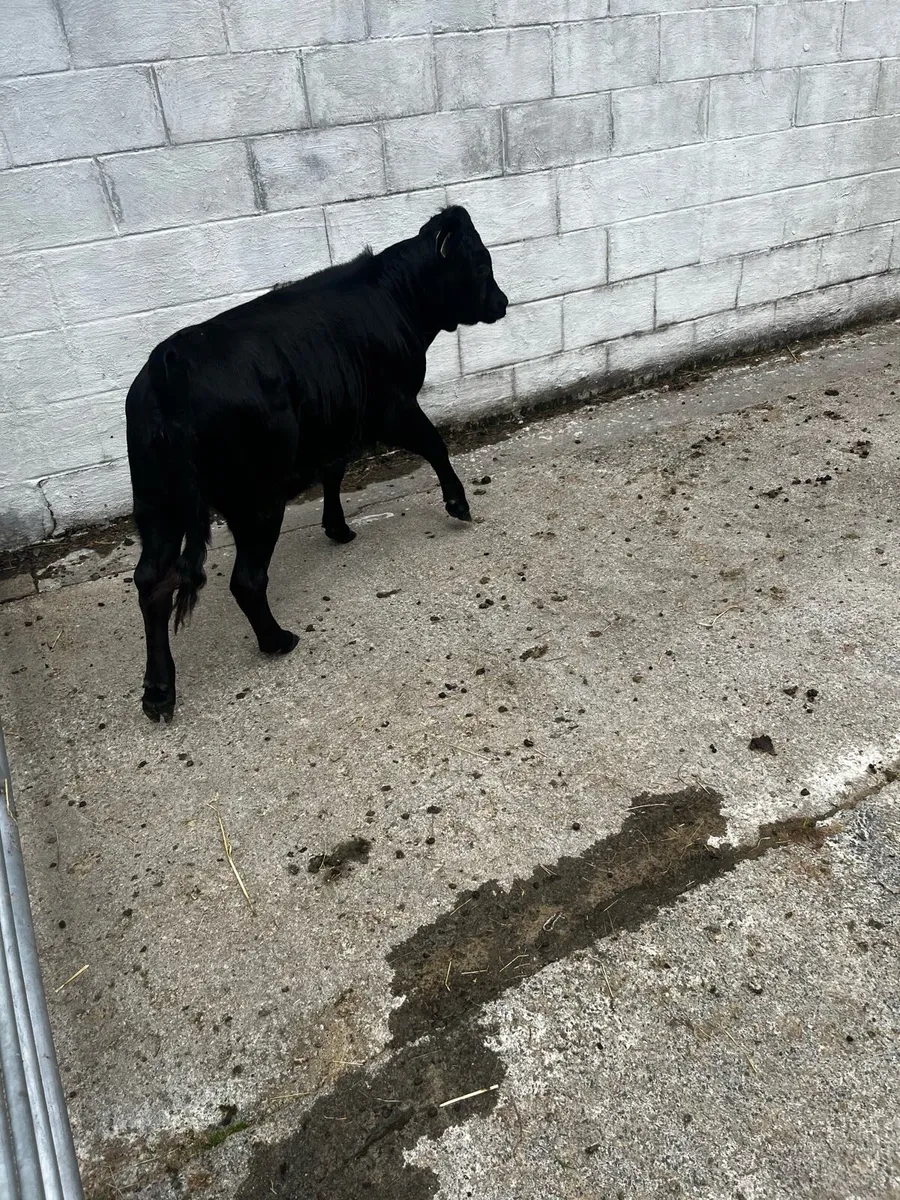 PBR Quality Dexter Heifer weanling - Image 2