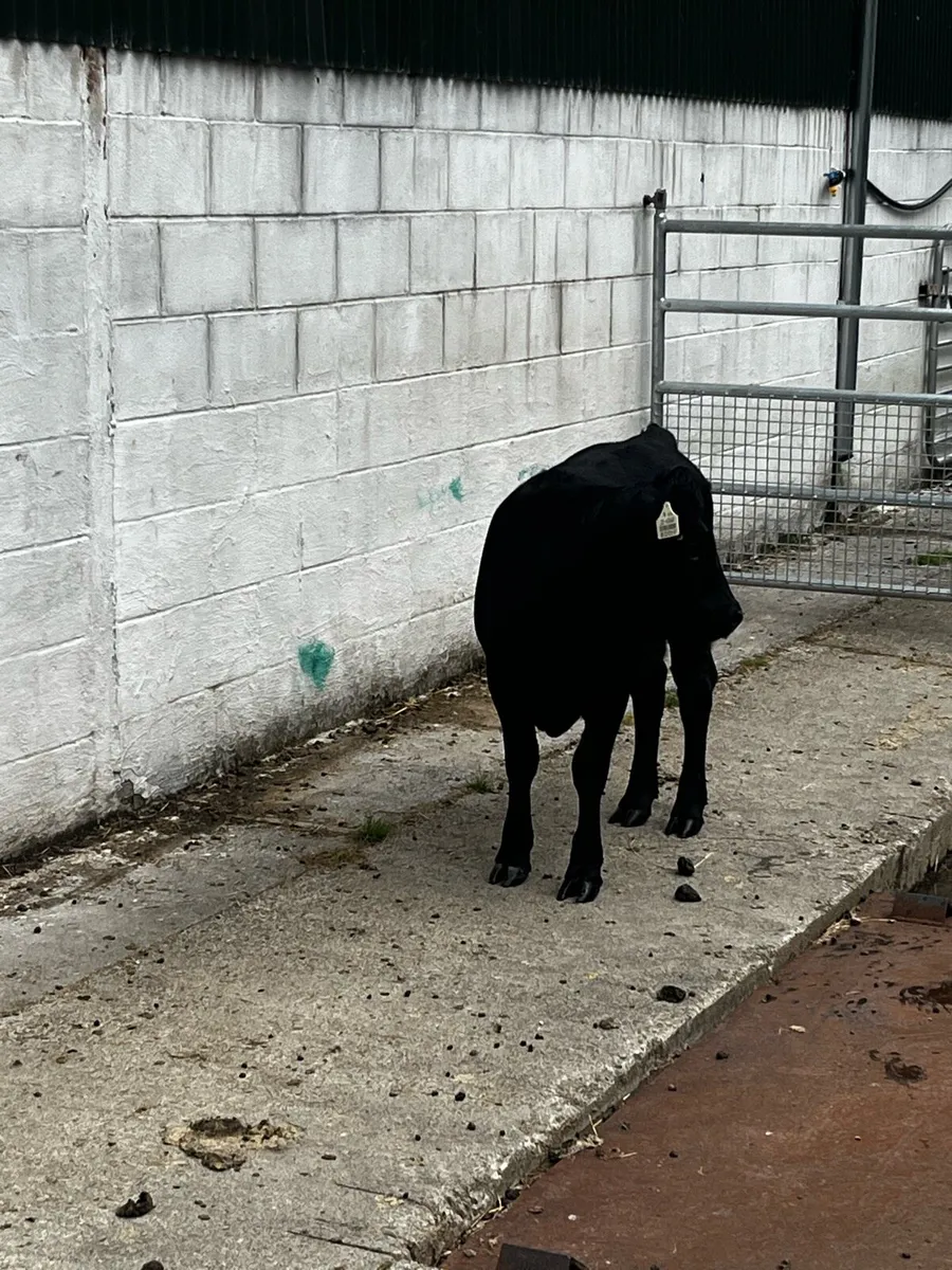PBR Quality Dexter Heifer weanling - Image 3