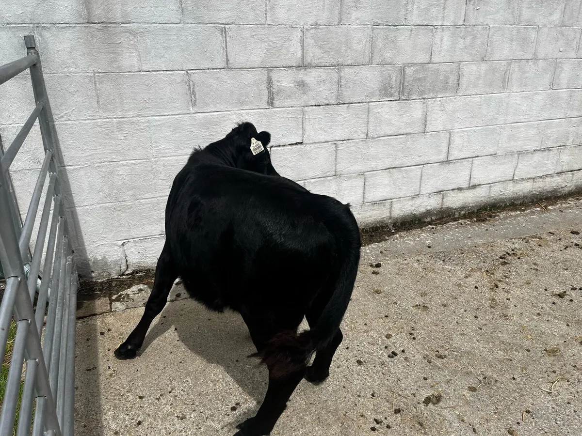 PBR Quality Dexter Heifer weanling - Image 4