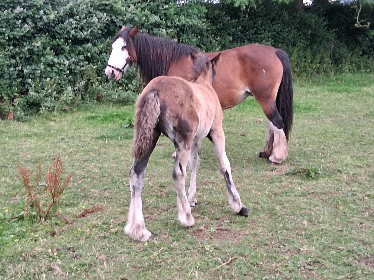 Mare and foal missing/stolen - Image 2