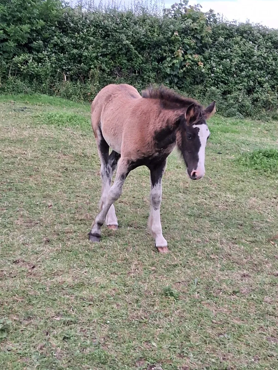 Mare and foal missing/stolen - Image 3