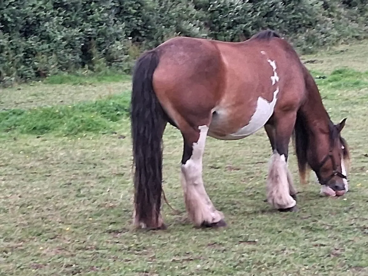 Mare and foal missing/stolen - Image 4