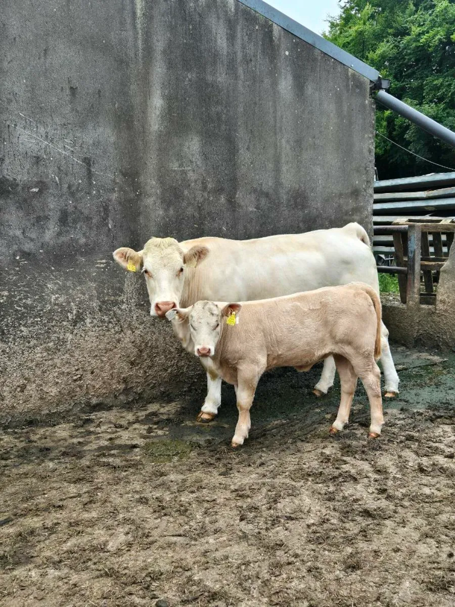 ⭐️ 2 Cows & Calfs 1st time Calvers ⭐️ - Image 1