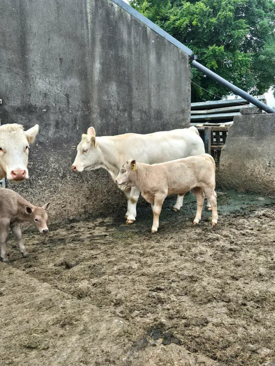 ⭐️ 2 Cows & Calfs 1st time Calvers ⭐️ - Image 2