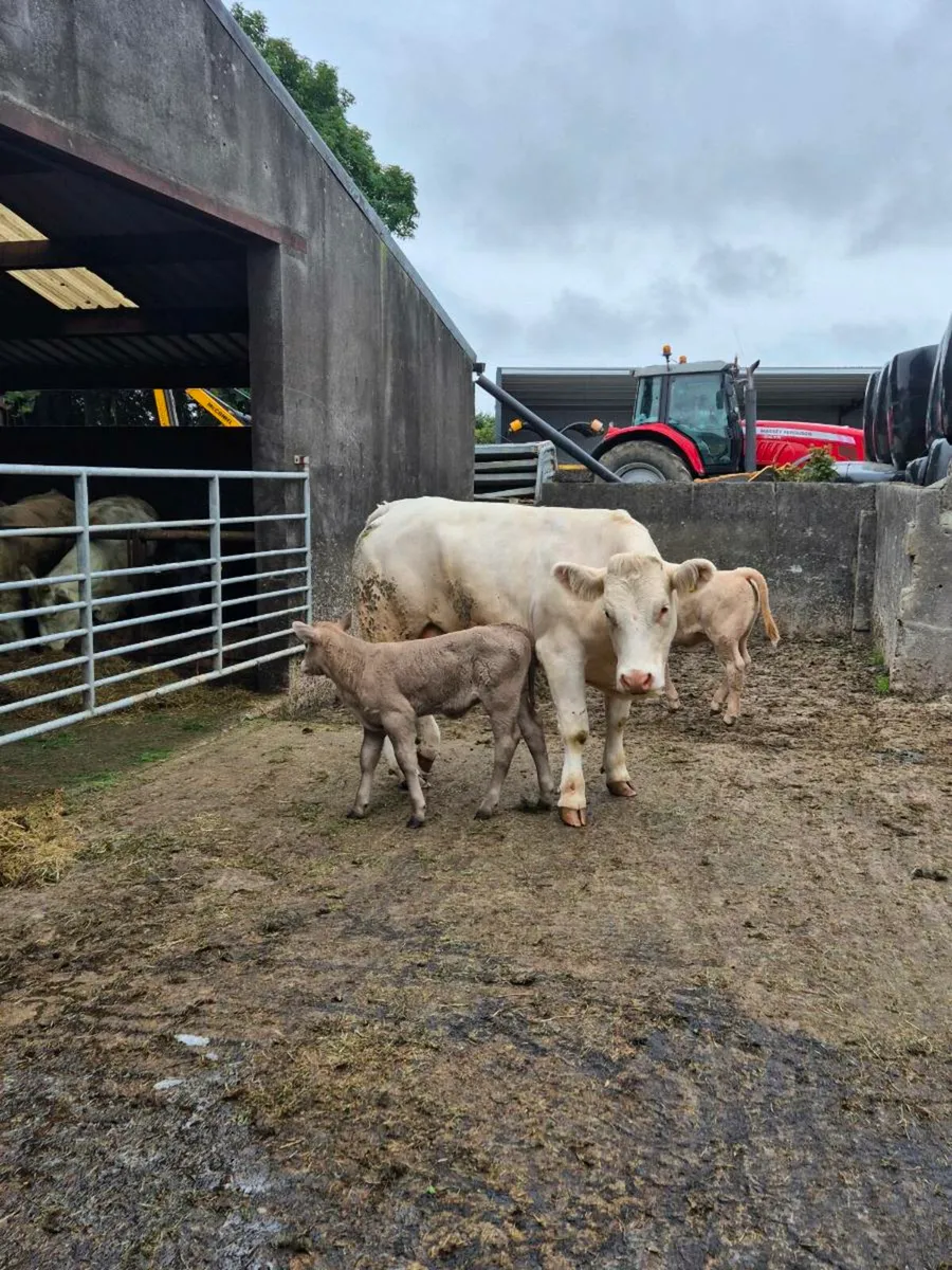 ⭐️ 2 Cows & Calfs 1st time Calvers ⭐️ - Image 3
