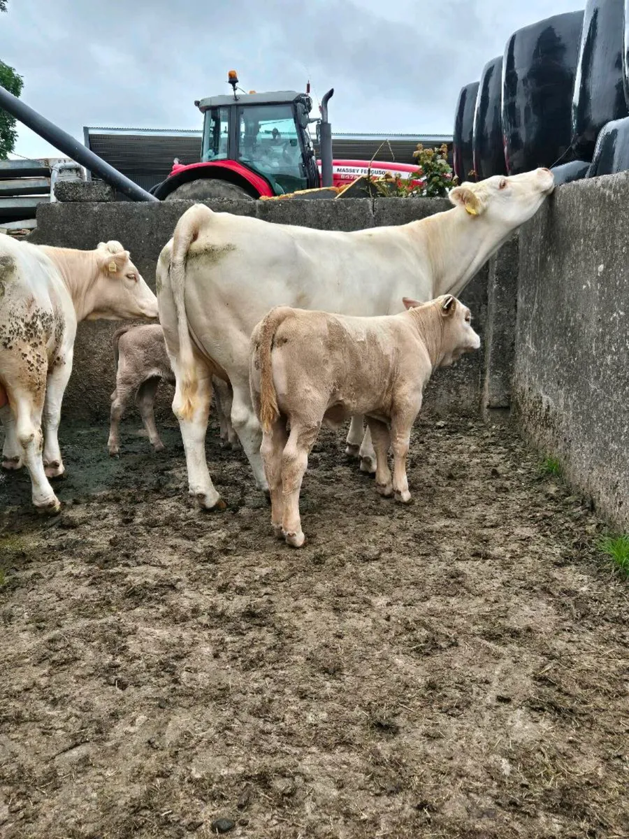 ⭐️ 2 Cows & Calfs 1st time Calvers ⭐️ - Image 4