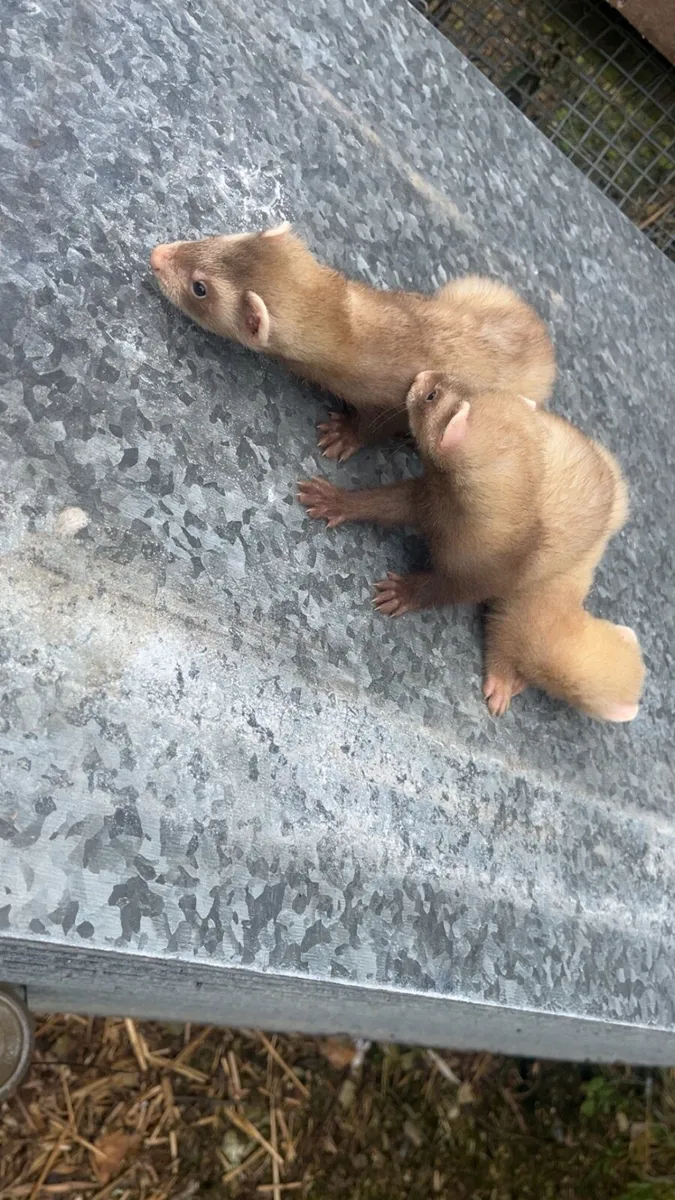 Ferrets - Image 2