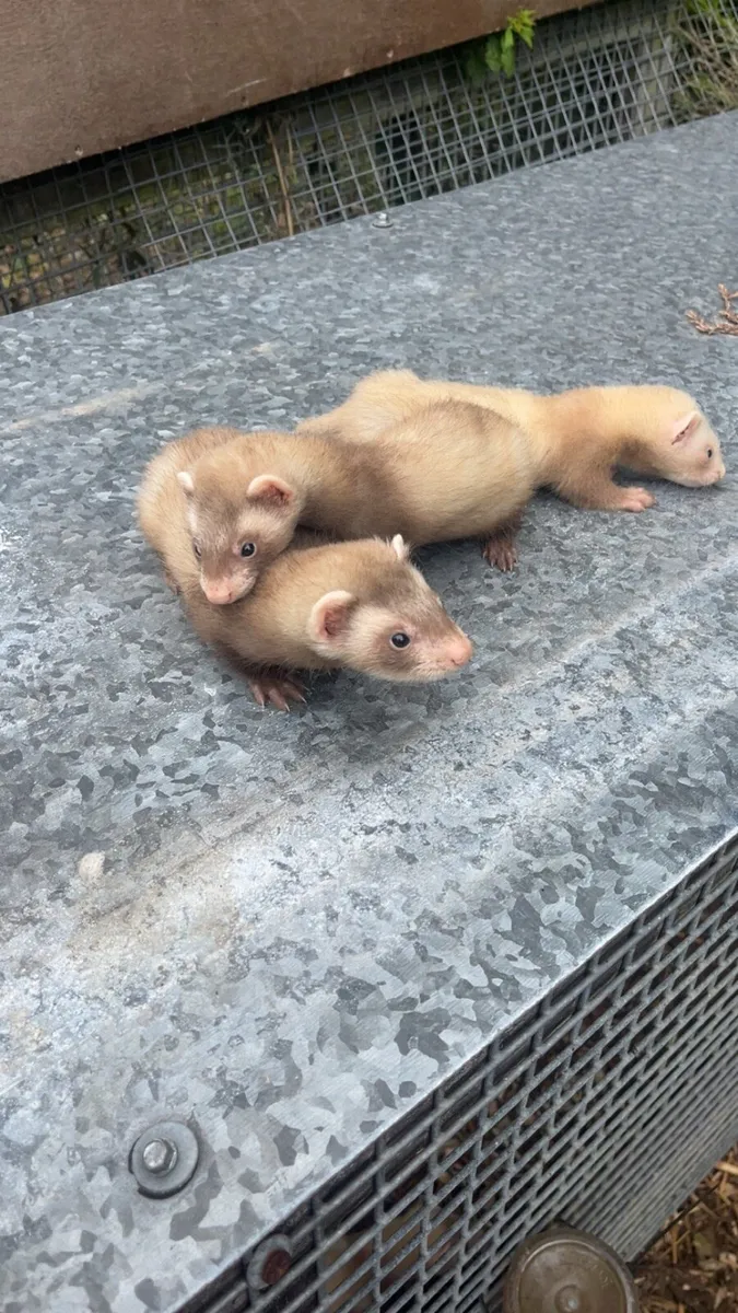 Ferrets - Image 1