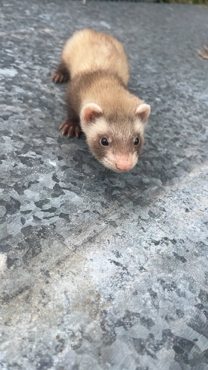Ferrets - Image 3