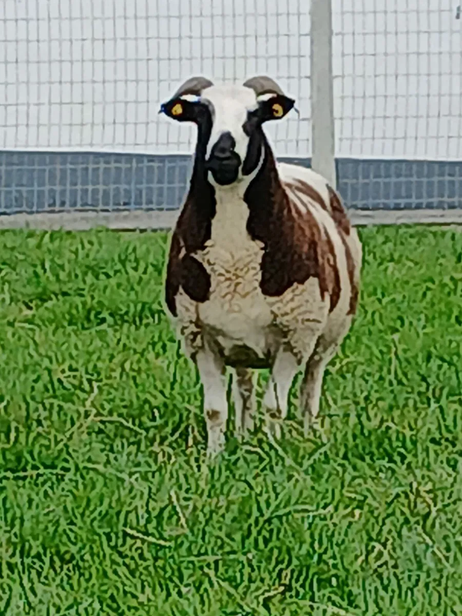 Jacob sheep - Image 2