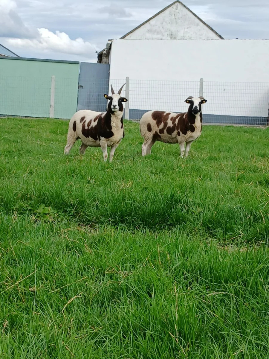 Jacob sheep - Image 3