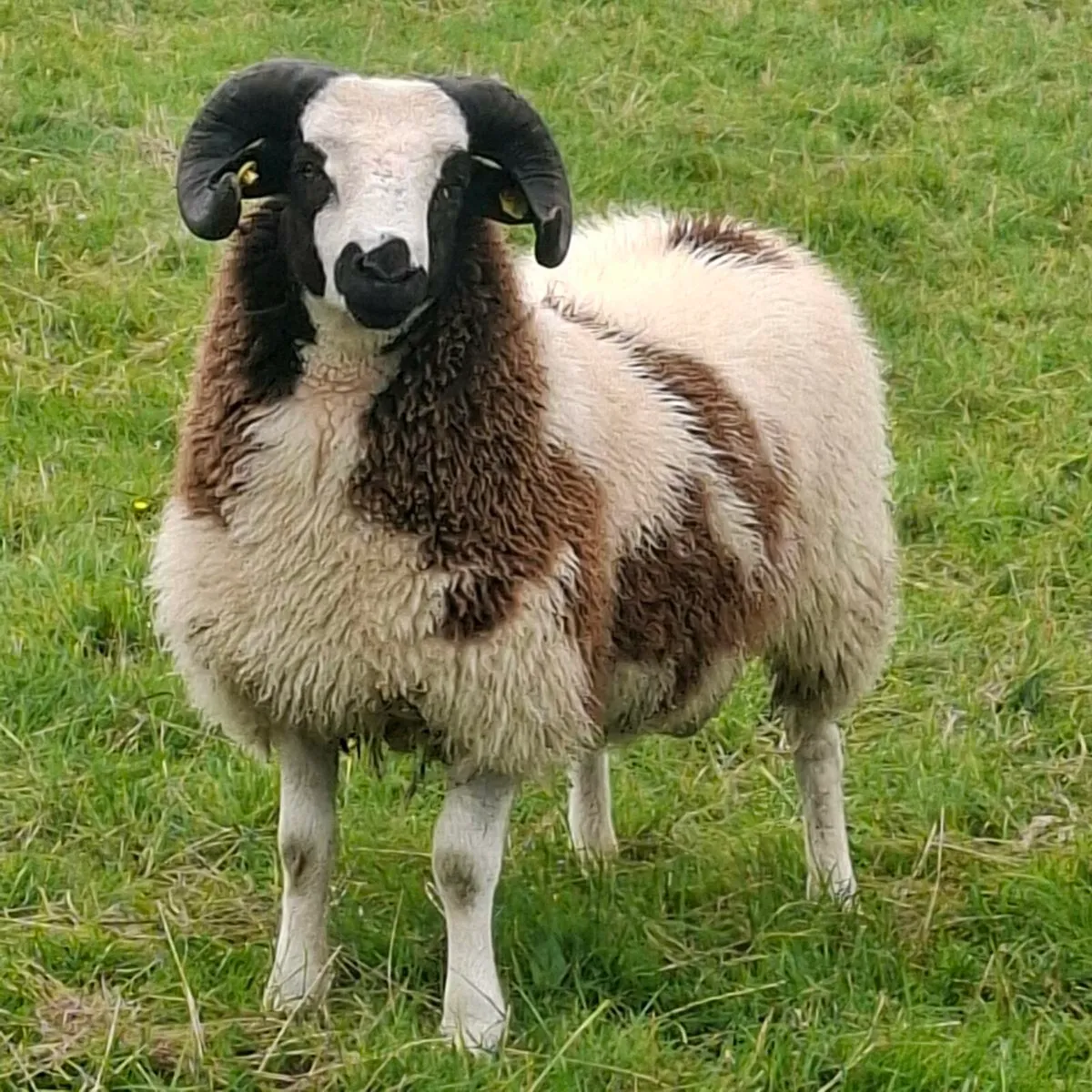 Jacob sheep - Image 4
