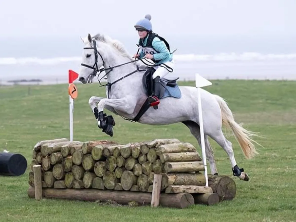 Horse - Image 1