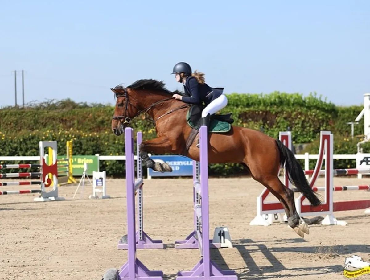 Horse - Image 1