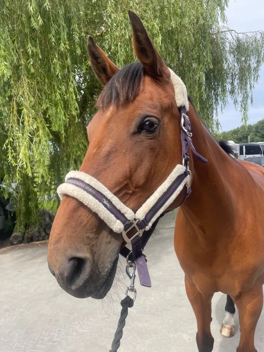 Horse - Image 2