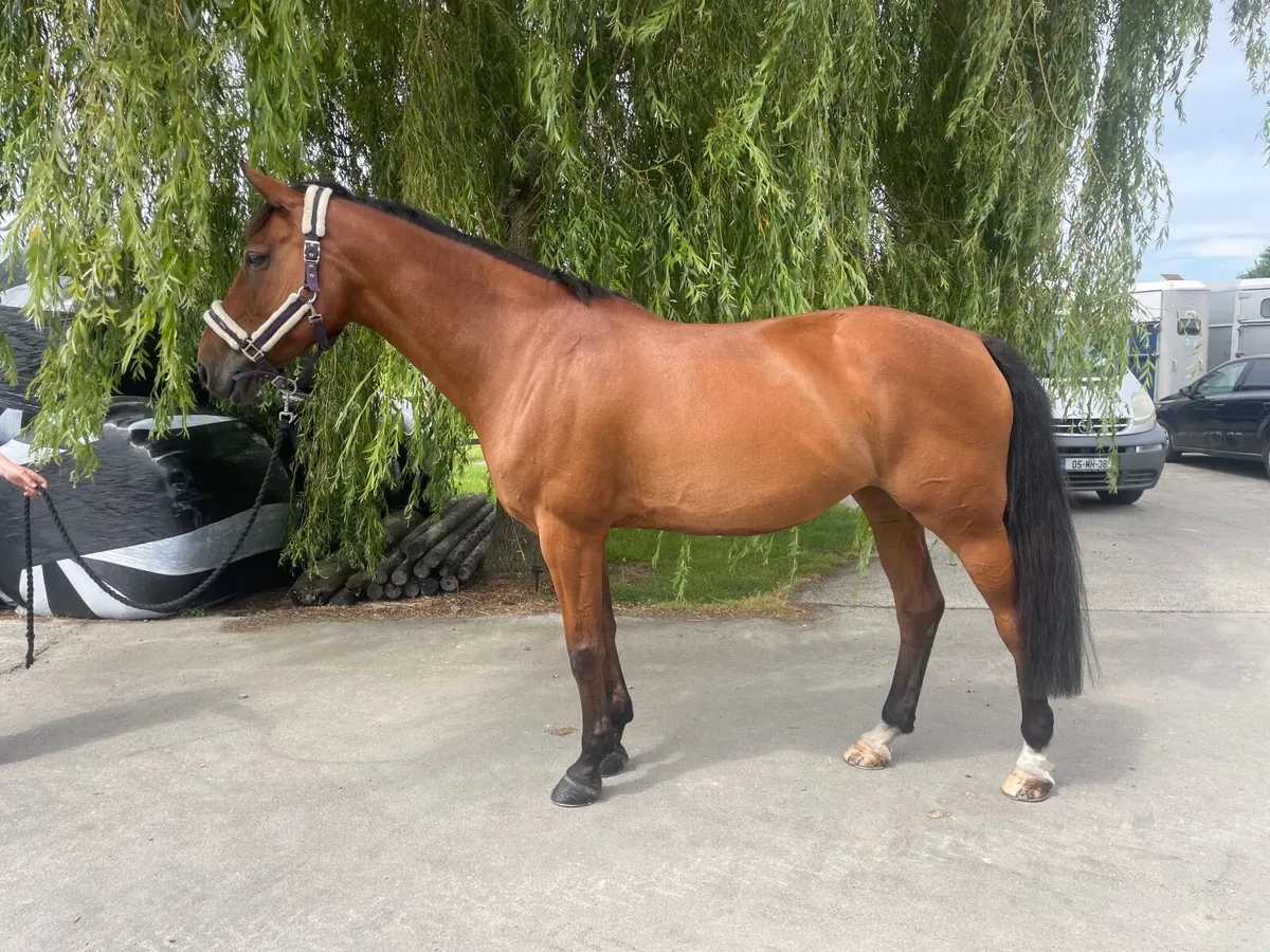 Horse - Image 3