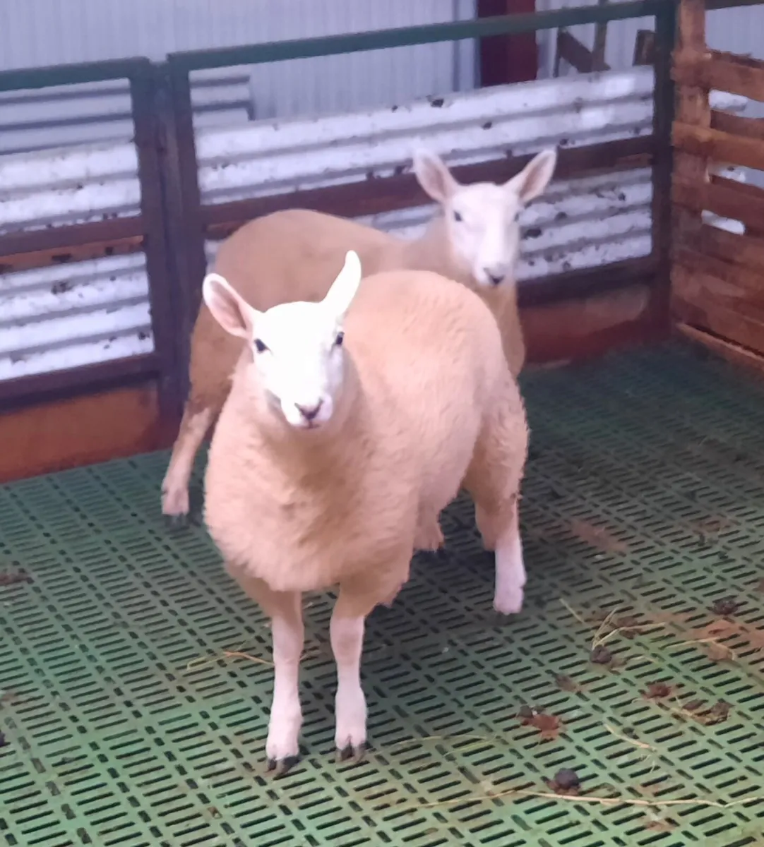 2 cheviot ram lambs - Image 1