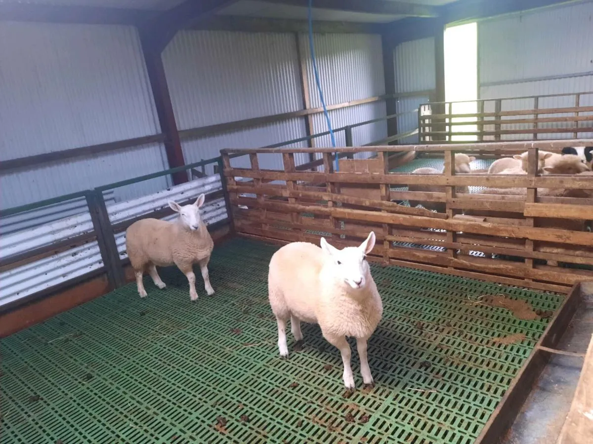 2 cheviot ram lambs - Image 2
