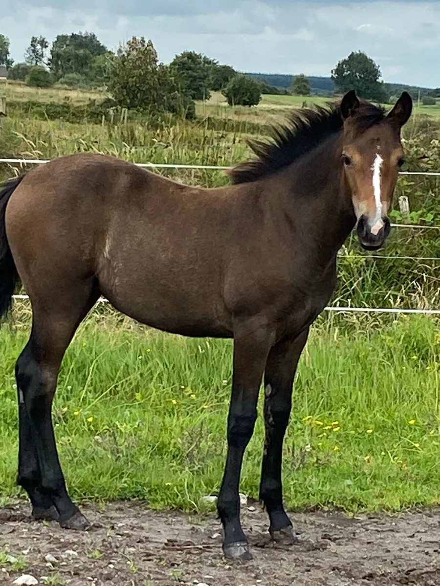 Filly foal - Image 1