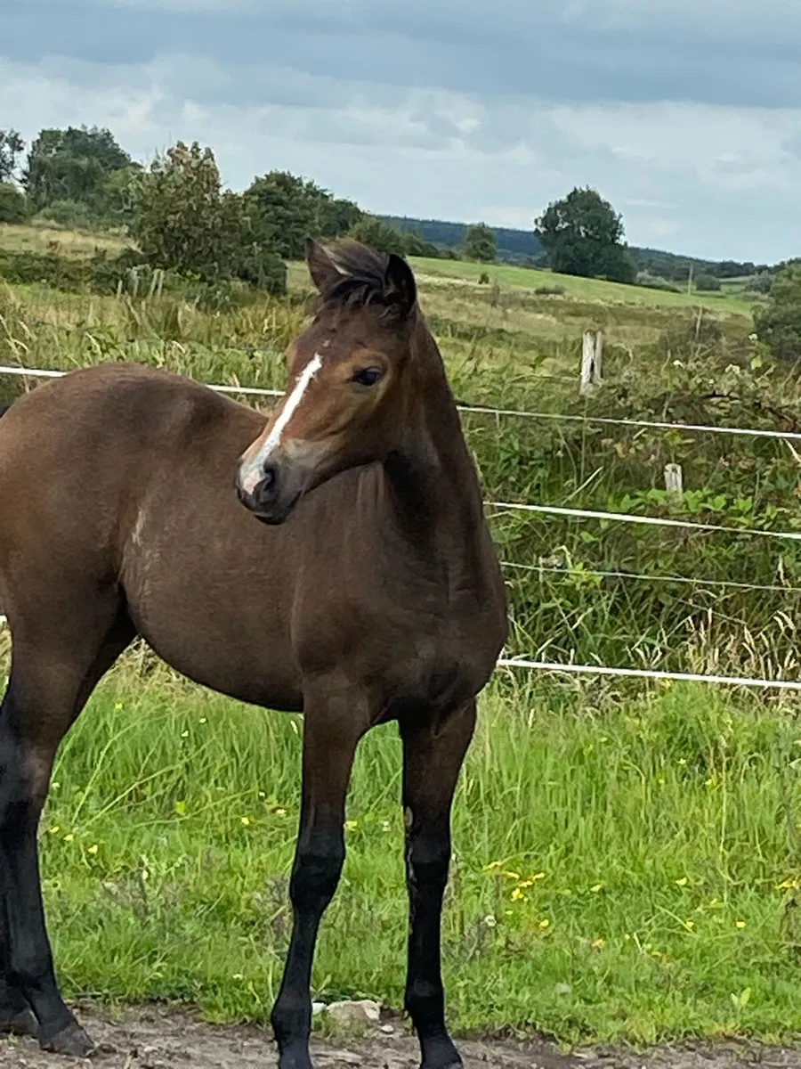 Filly foal - Image 2