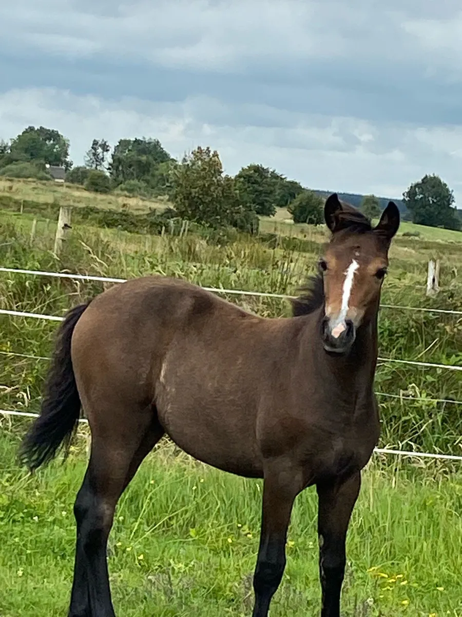 Filly foal - Image 3