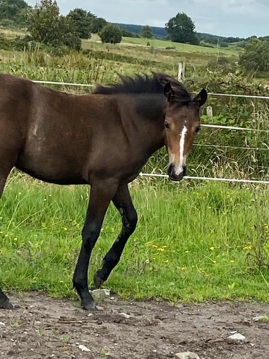 Filly foal - Image 4