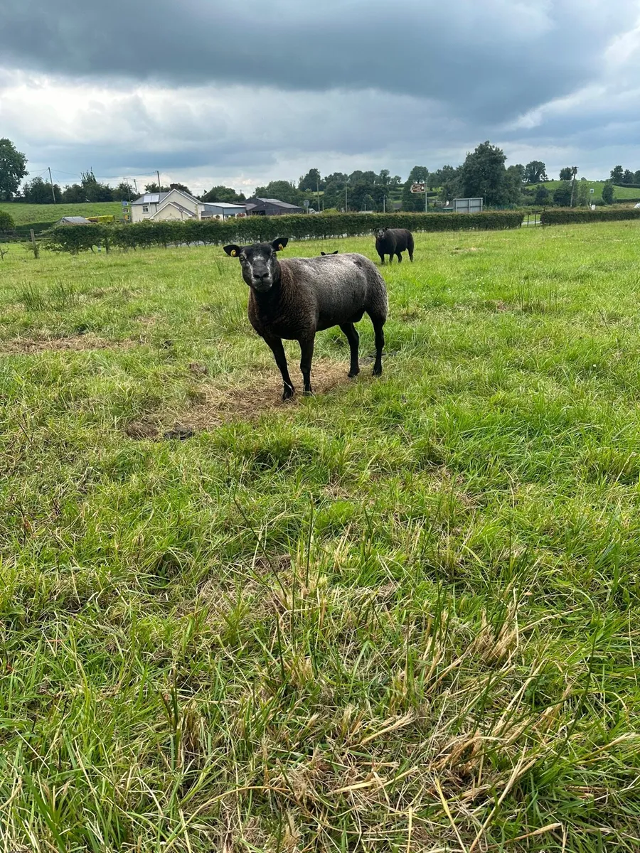 Blue texel ewes and hoggets - Image 2