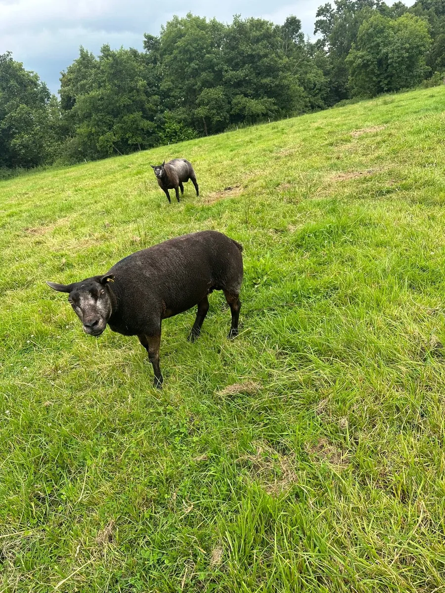 Blue texel ewes and hoggets - Image 3