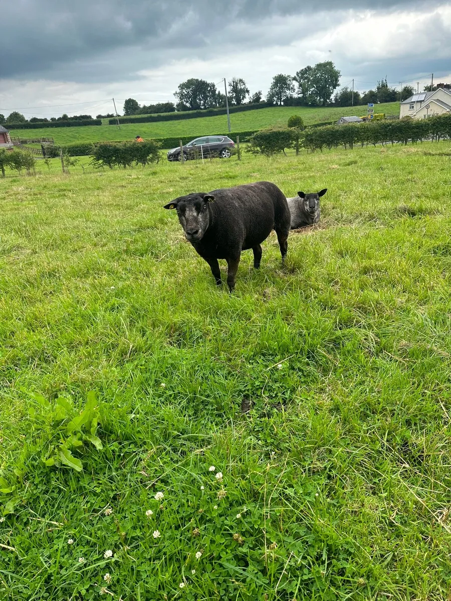 Blue texel ewes and hoggets - Image 4