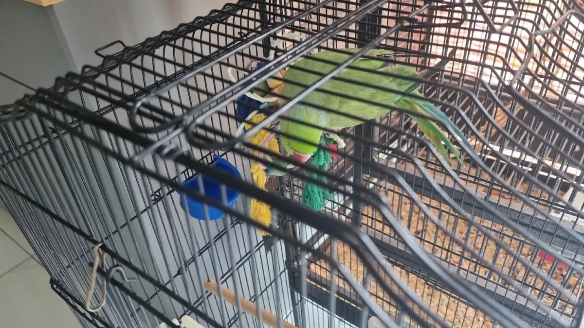 Indian Ring Neck/Parrot - Image 1