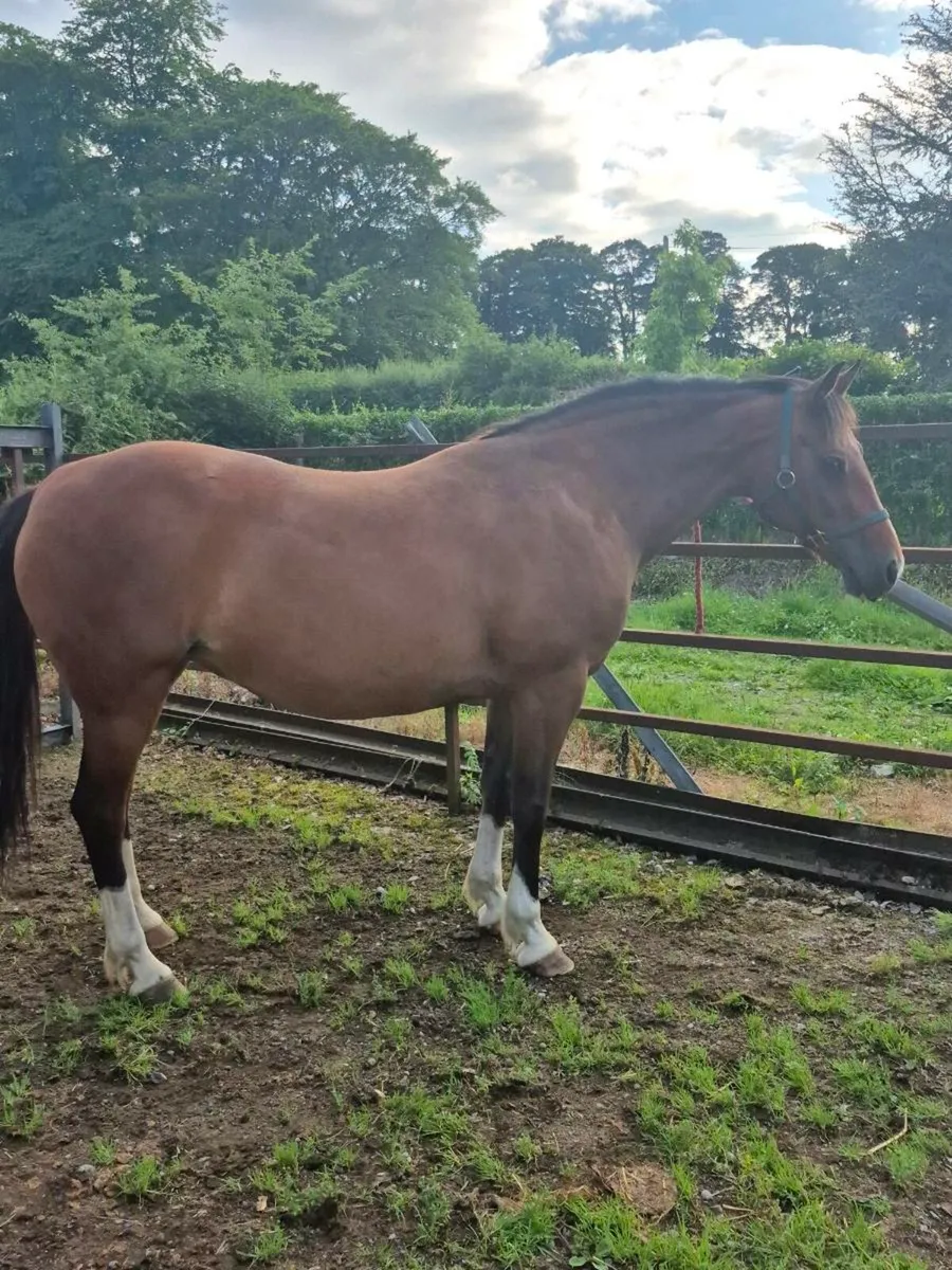 14.2 Welsh pony mare - Image 1
