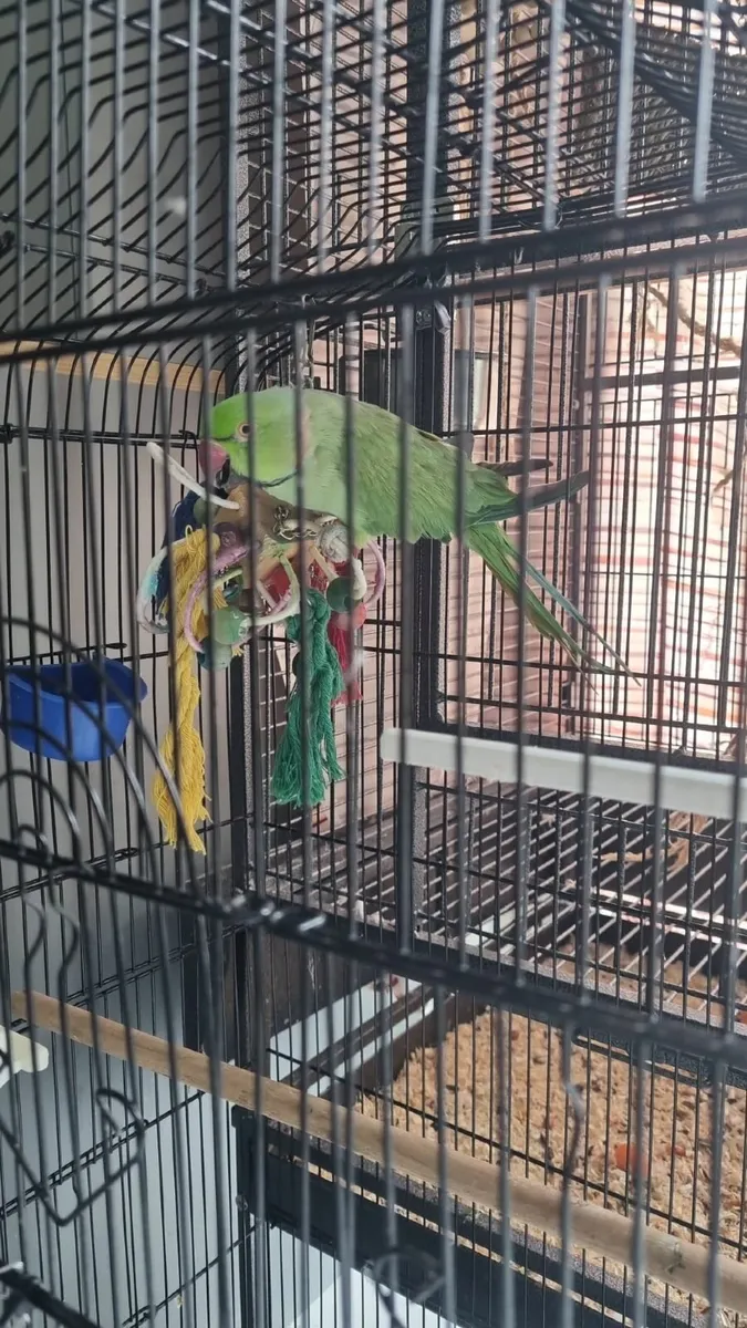 Indian Ring Neck/Parrot - Image 2