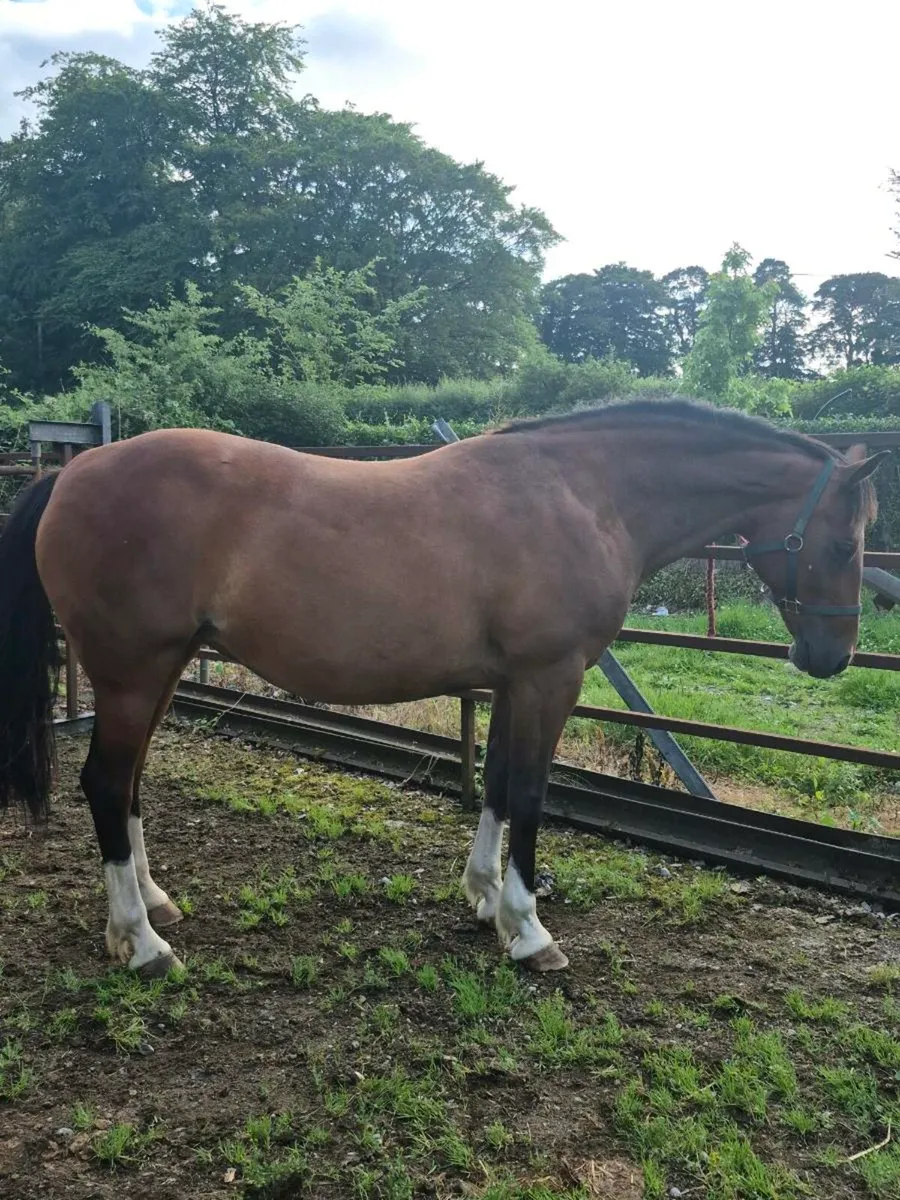 14.2 Welsh pony mare - Image 2