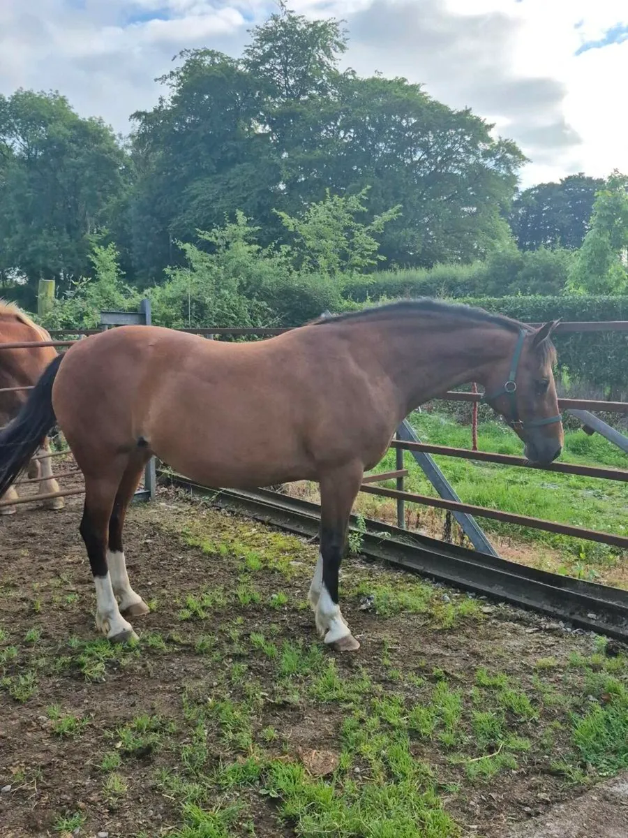 14.2 Welsh pony mare - Image 3