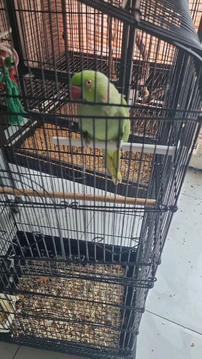 Indian Ring Neck/Parrot - Image 3
